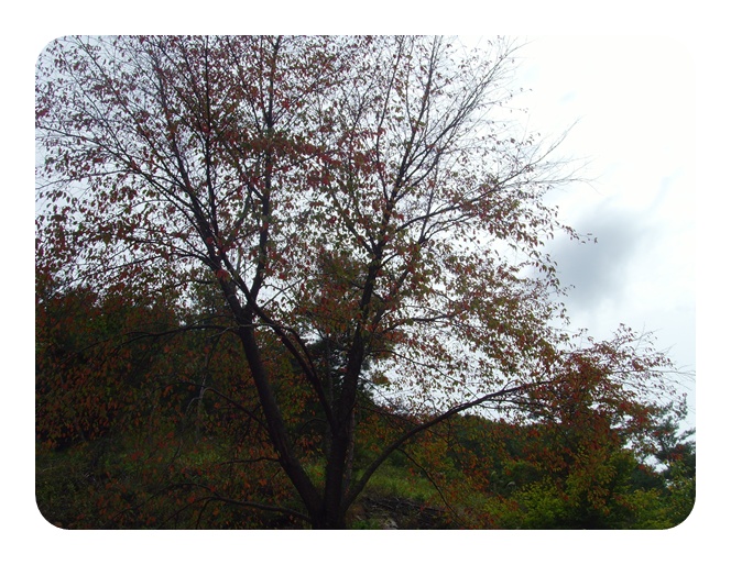 SNV37935.JPG