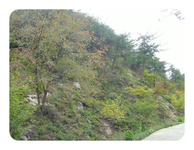 SNV37939.JPG