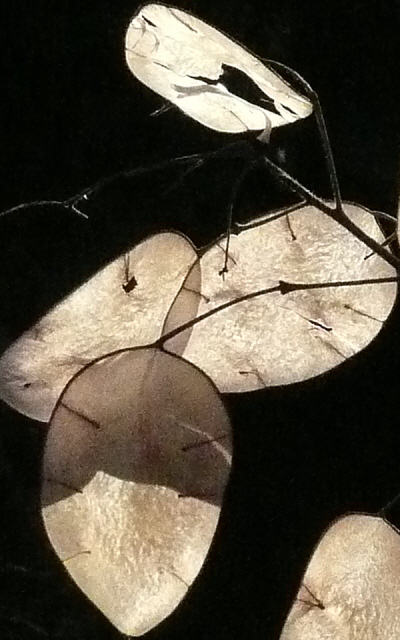 Lunaria annua 7.JPG