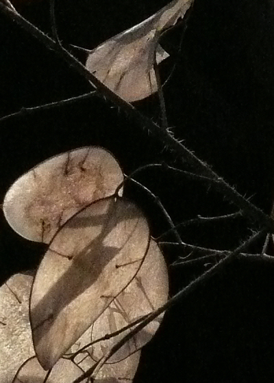 Lunaria annua 8.JPG