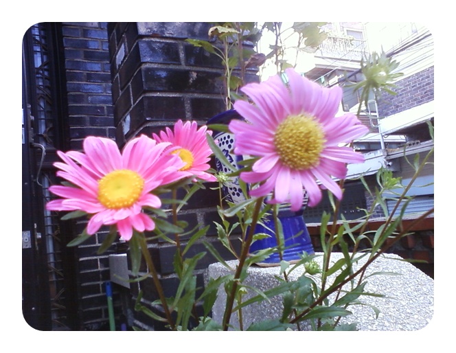 사진090828_2.jpg 사진090828_2.jpg