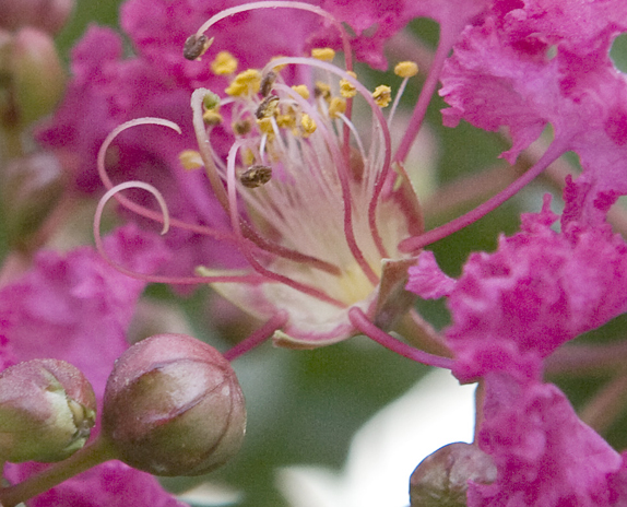 flower+closeup2.jpg
