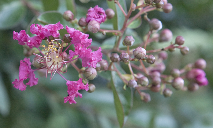 flower-front.jpg