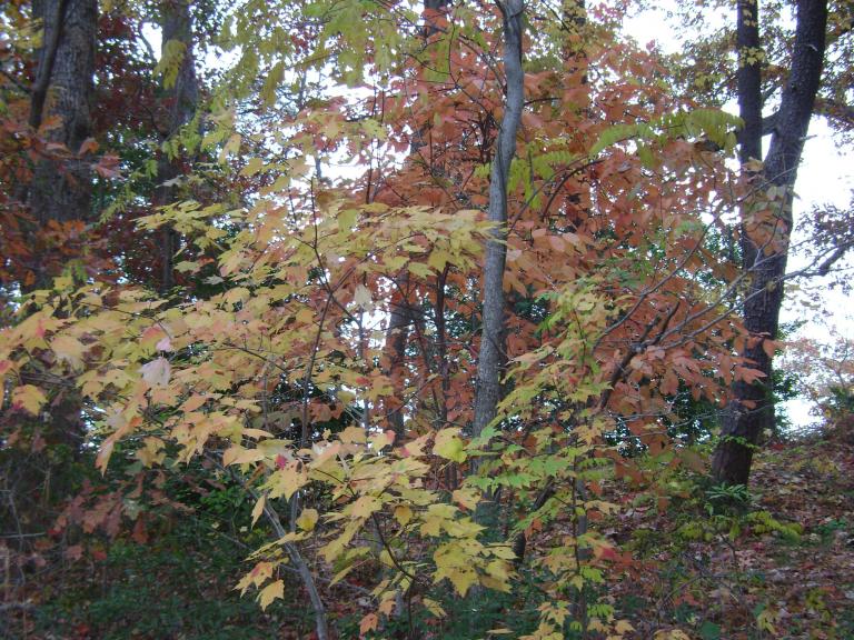 DSC05731.JPG