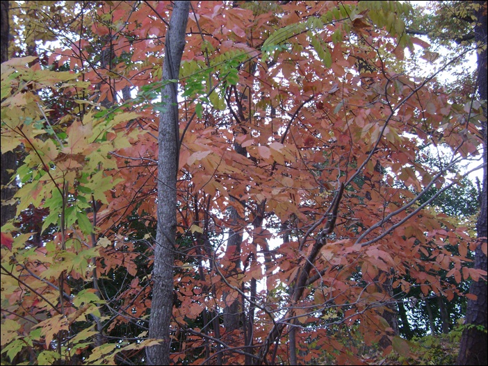 a-DSC05733.JPG