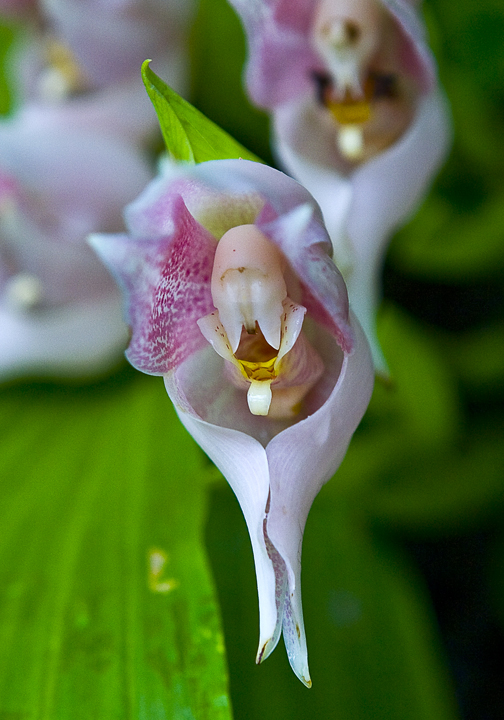 orchid2_front_72.jpg