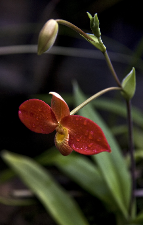 orchid7_72.jpg