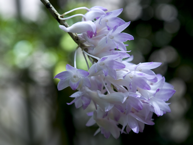 orchid_clus_72.jpg