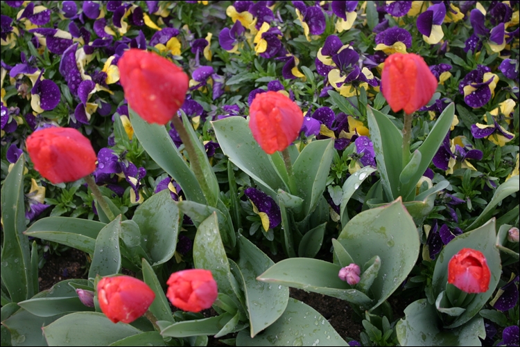 iicc-20130425-371.JPG