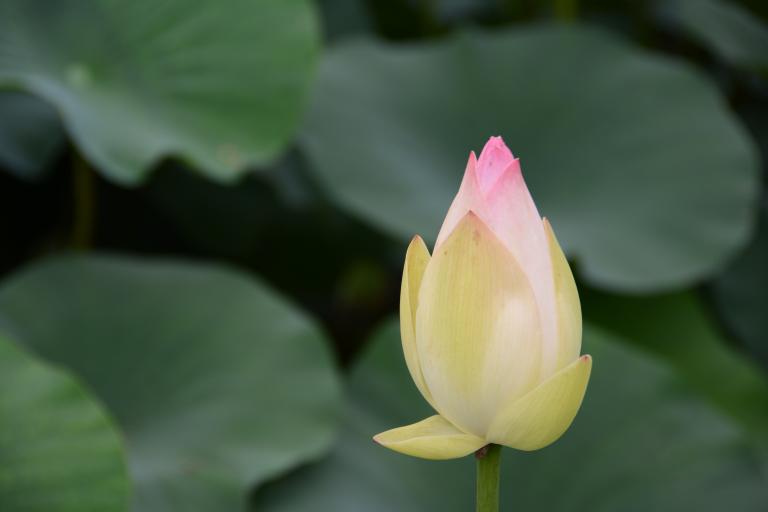 DSC_1071.JPG
