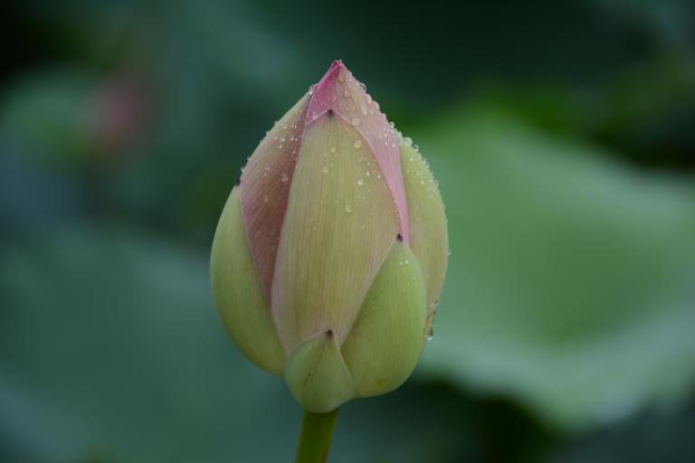DSC_1075.JPG