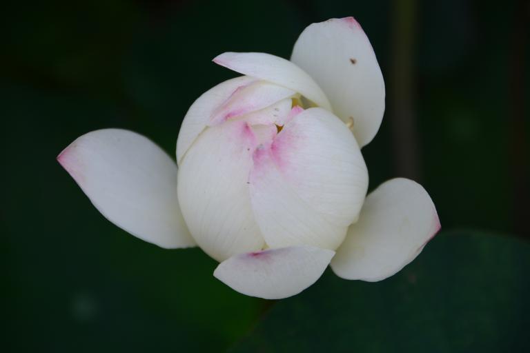 DSC_1081.JPG