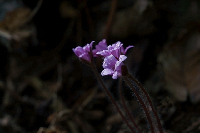 DSC06121-2.JPG