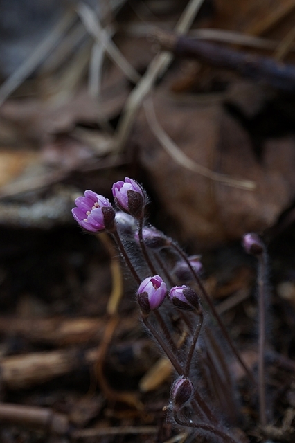 DSC06151-2.JPG