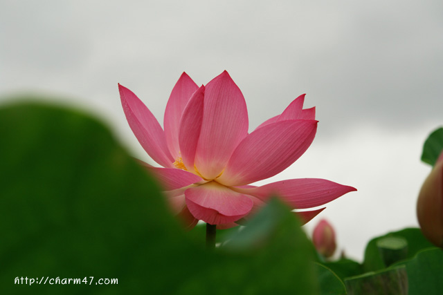 DSC04603-b.jpg
