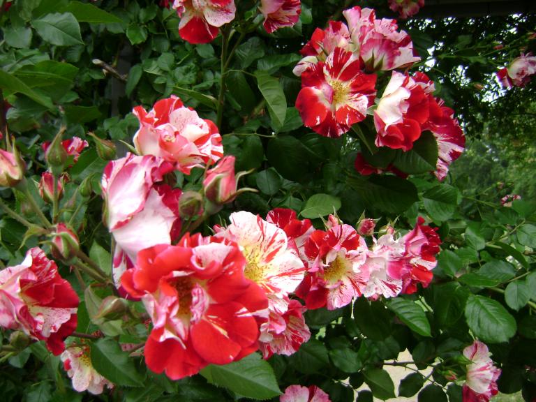 DSC04224.JPG