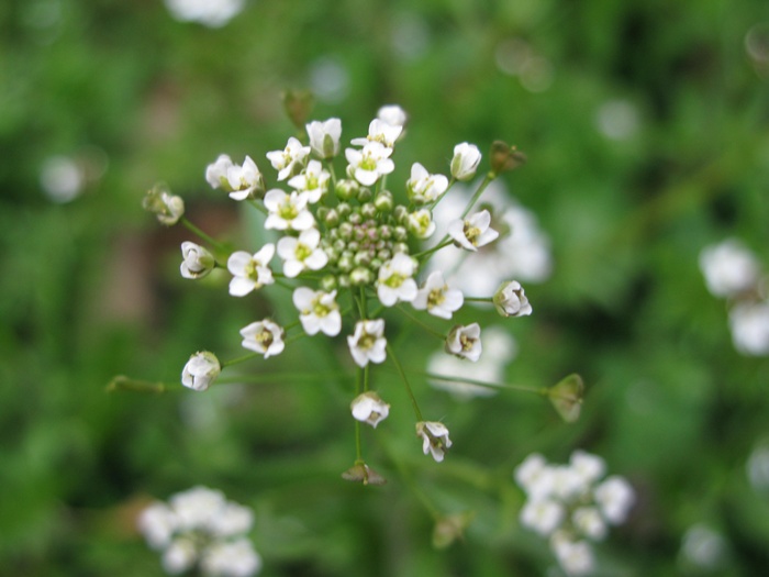 IMG_7526.JPG
