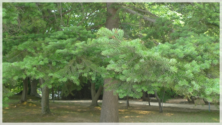 20090616-201.JPG