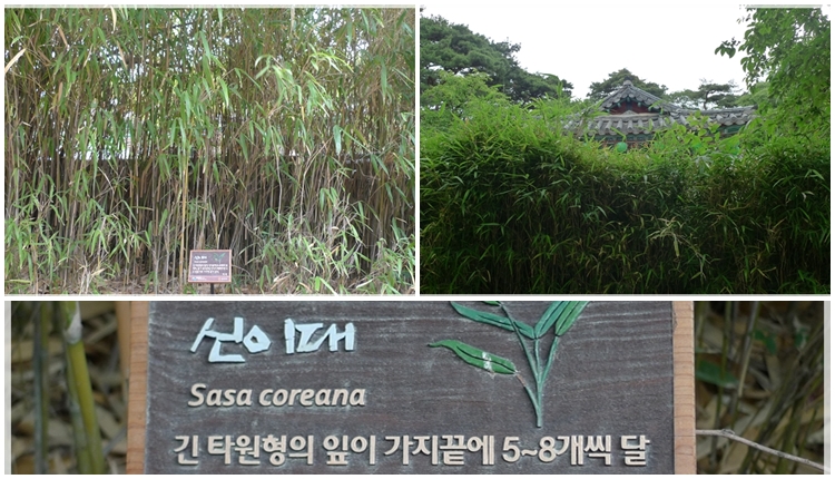 sasa.jpg sasa.jpg