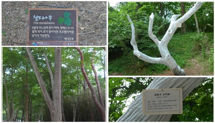 tilia.jpg tilia.jpg