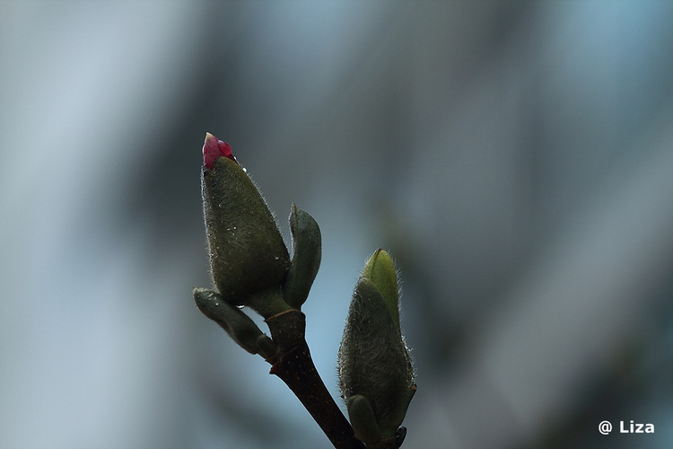 IMG_7945_1.jpg
