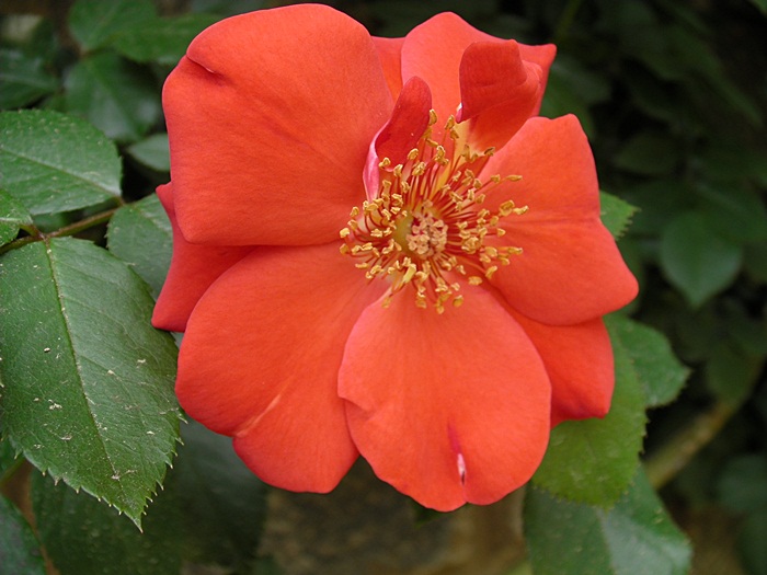 a-SANY0282.JPG