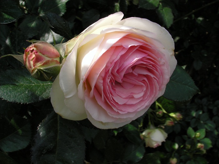 a-SANY0283.JPG