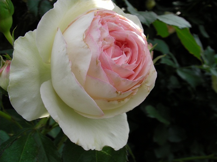 a-SANY0287.JPG