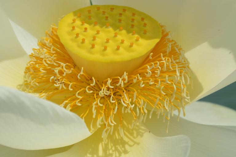 CSC_0888.JPG