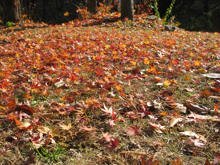 IMG_8973.JPG