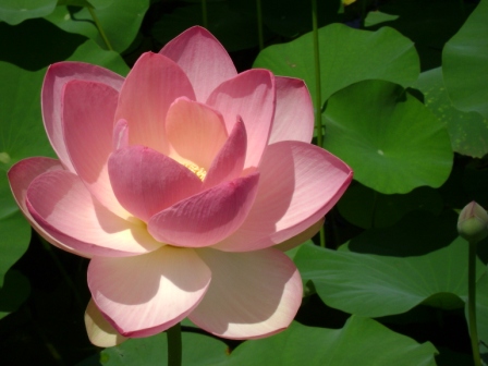 c-DSC00739.JPG