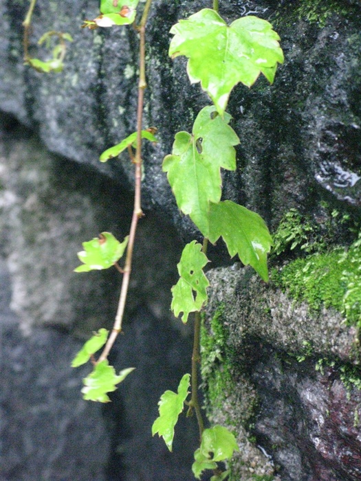 IMG_8895.JPG