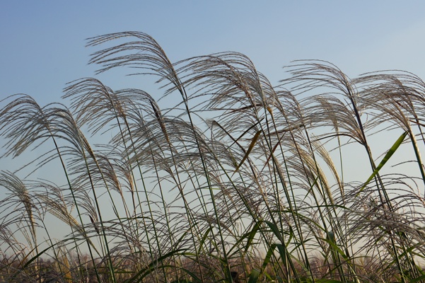 DSC02460.JPG
