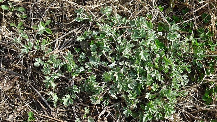20100404-0011.JPG