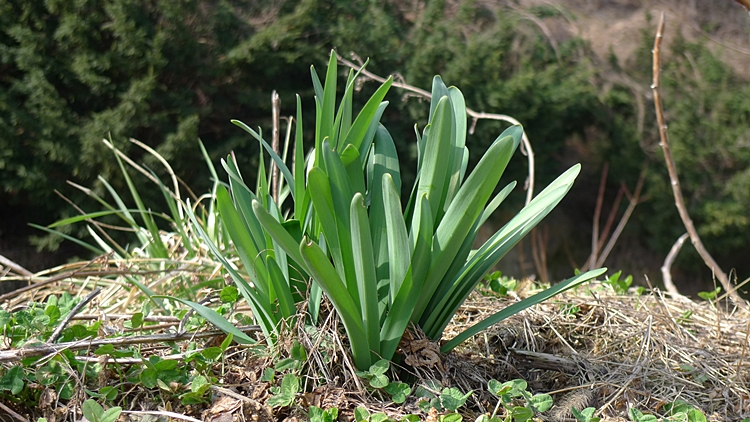 20100404-0013.JPG