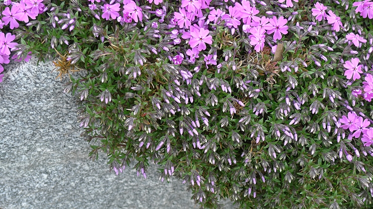 20100419-0051.JPG