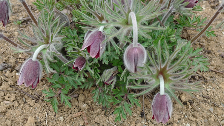20100419-0053.JPG