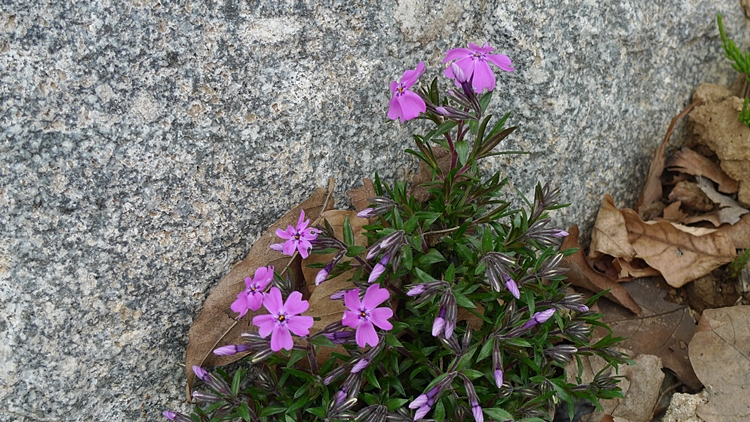 20100419-0054.JPG