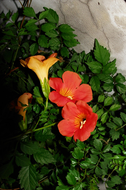 DSC03273-a.jpg