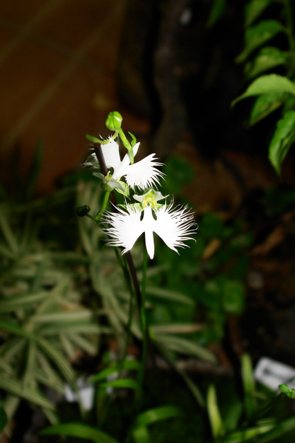 DSC03281-a.jpg