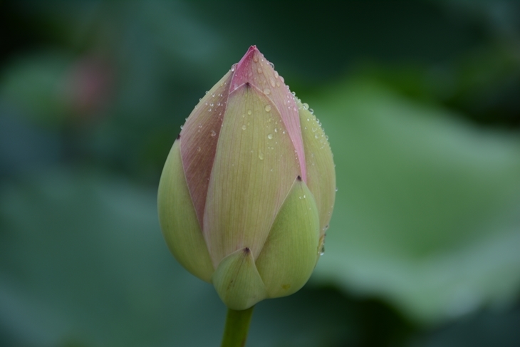 DSC_1075.JPG