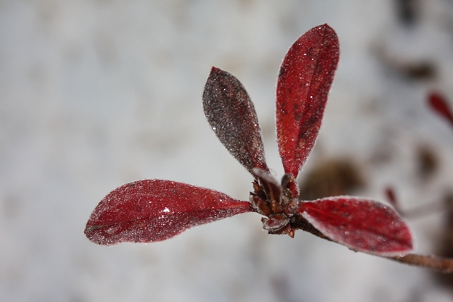 snow (51).JPG