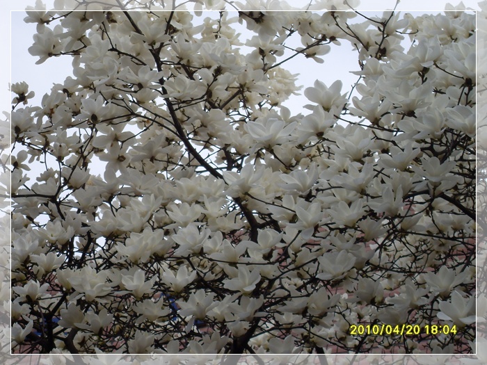 SDC10868.JPG