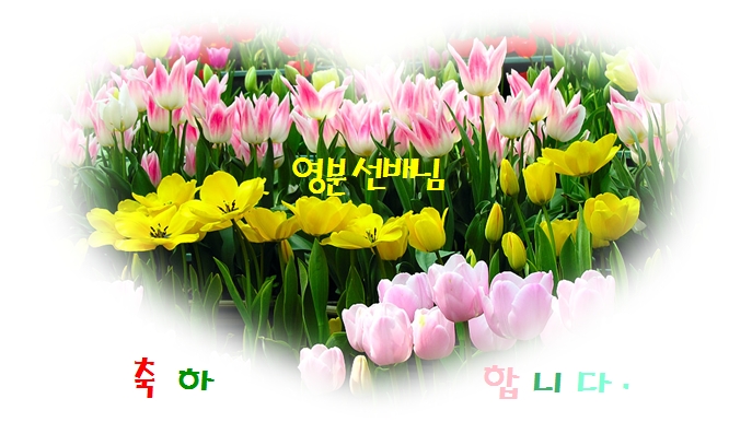 img_tulip3.jpg