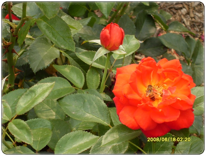 SDC12647.JPG