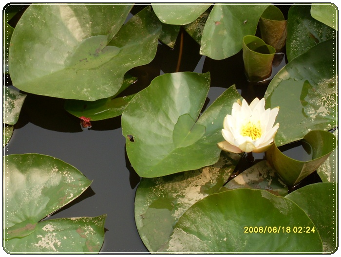 SDC12652.JPG