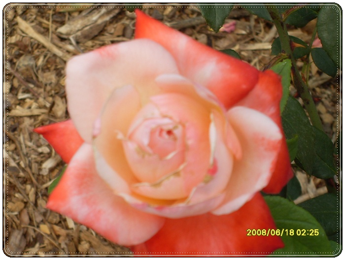 SDC12656.JPG