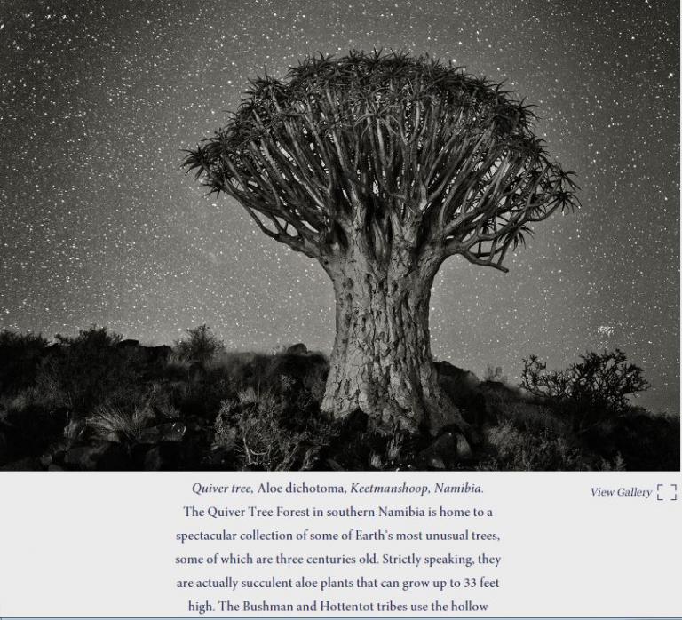 나미비아의 Quiver Tree (알로에 다이코토마).JPG