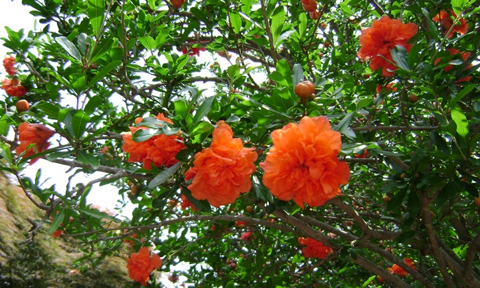 a-DSC04721.JPG