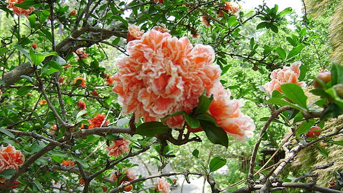 a-DSC04724.JPG